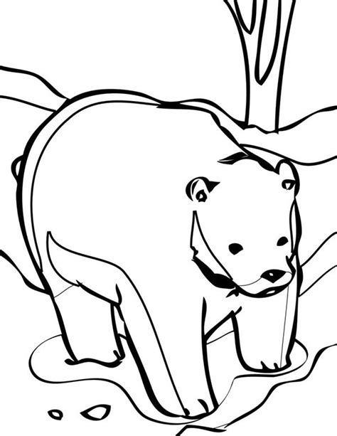draw polar bear coloring page netart