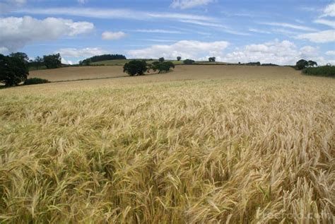 field  barley pictures   image     freefotocom