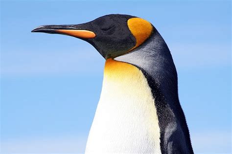 images  bears  penguins  pinterest wrestling