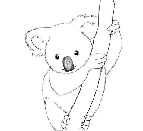 draw  koala easy step  step draw central koala drawing