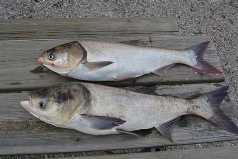 asian carp and the great lakes what if the carp make a home here part 4 michigan radio