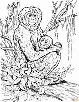 Coloring Monkey Pages Baby Chimpanzee Adults Realistic Mother Gibbon Detailed Monkeys Print Drawing Printable Primate Animals Public Skip Main sketch template