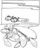 Tortuga Archelon Extinta Schildkroete Dibujo Carey Turtles Extinct Tortugas Malvorlage sketch template