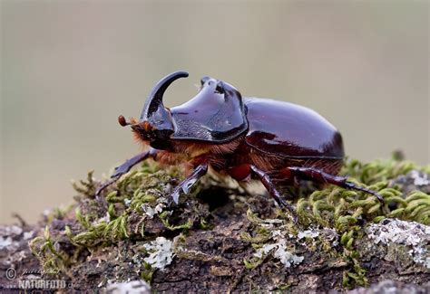 european rhinoceros beetle  european rhinoceros beetle images