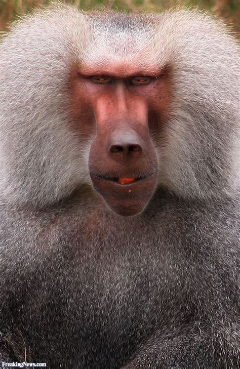 baboon mouth eyes pictures freaking news
