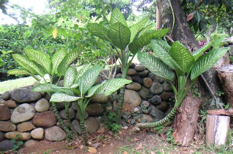 dumb cane plant britannica