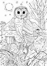 Coloring Pages Owl Animal Detailed Realistic Moon Printable Adult Colouring Sheets Barn Visit Grown Ups Night Adults Books sketch template