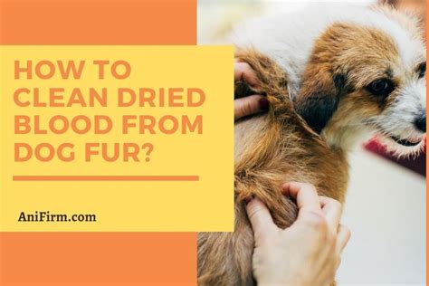 clean dried blood  dog fur