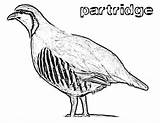 Partridge Coloring Pages Color Animals Sheet Print sketch template