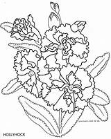 Coloring Pages Hollyhock Template sketch template