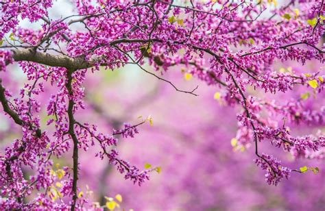 beautiful tender cherry tree blossom in morning purple sun