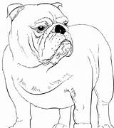 Cani Bulldog Stilizzati Supercoloring sketch template