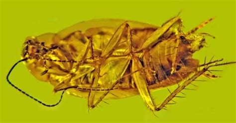 Fossilized Cockroach Sperm Discovered In 30 Million Year Old Amber