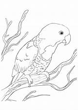Papagaio Colorir Parrot Papagei Naped Dormido Desenhos Sentado Categorias Dibujosonline Colorironline sketch template