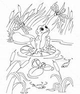 Pond Coloring Frog Pages Printable Drawing Frosch Animals Graphicriver Animal Kids Illustration sketch template