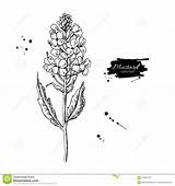 Mustard Plant Seed Drawing Vector Flower Tattoo Botanical Branch Illustrati Illustration Stock Choose Board sketch template