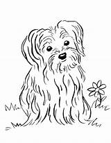 Coloring Pages Puppy Printable Terrier Yorkshire Drawing Yorkie Maltese Dog Print Lab Yellow Getcolorings Color Kids Puppies Animals Drawings Animal sketch template
