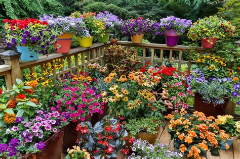 ideas  flowering container gardens