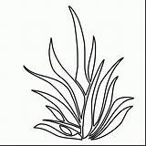 Coloring Plants Pages Seaweed Plant Drawing Grass Coral Color Shrubs Pencil Printable Sea Drawn Outlines Colouring Bushes Kelp Sheet Underwater sketch template