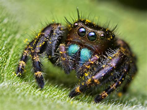 stunning macro   jumping spiders  thomas shahan