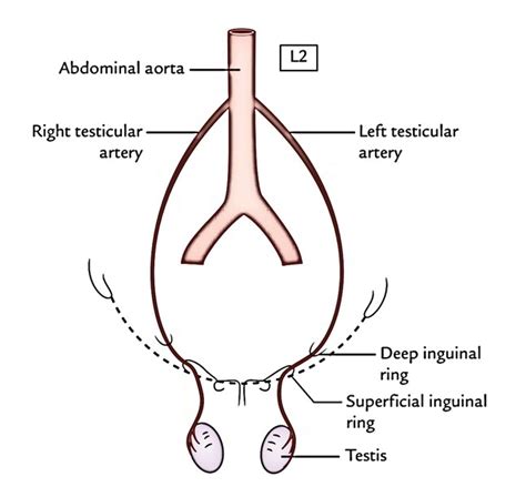 easy notes on 【testis and epididymis】learn in just 3 minutes