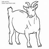 Goat Coloring Pygmy Nigerian Pages Nanny Drawing Dwarf Colouring Line Color Tweet Kids Index Pag Getdrawings sketch template