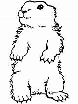 Groundhog Coloring Clipart Cartoon Marmotte Dessin Clip Pages Une Cliparts Library Outline Print sketch template