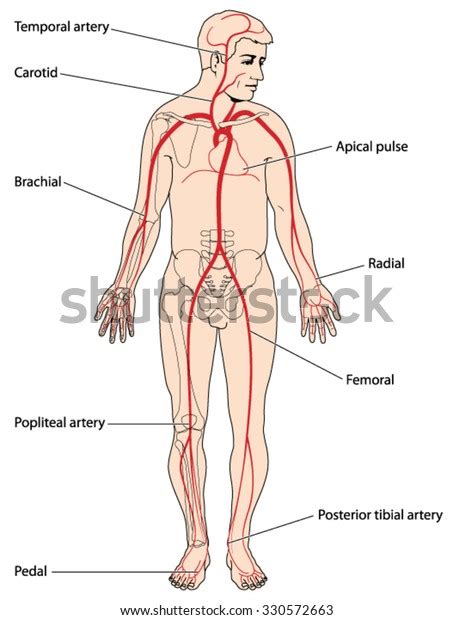 apical pulse location images stock  vectors shutterstock