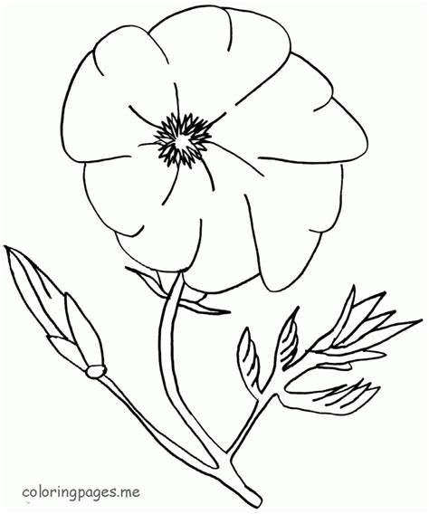 poppy flower coloring pages  poppy   clip art