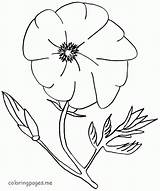 Poppy Coloring Pages Flower Flowers Print Colouring Drawing Color Kids Popular Getdrawings Library Clipart Coloringhome sketch template