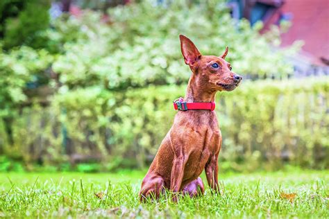 portrait   red miniature pinscher dog photograph  beautiful  fine art america