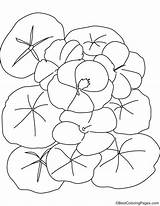 Nasturtium Coloring Flower Pages sketch template