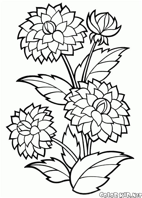 peonies coloring page printable flower coloring pages coloring book