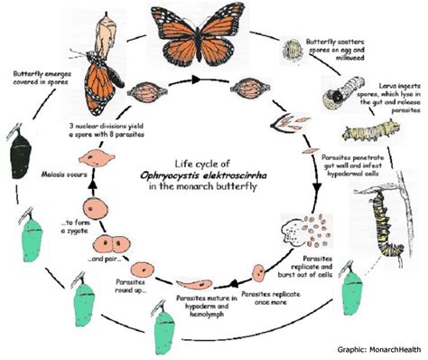 gambar monarch butterfly life cycle chart coloring pages  rebanas