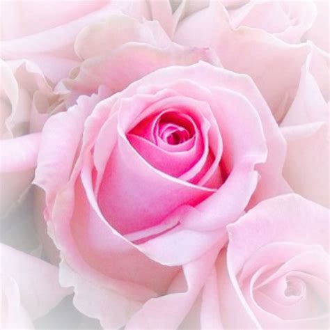 amazing roos roze