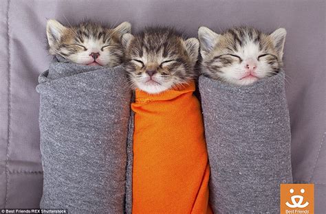 Cute Kittens Rolled Up In Blankets At Best Friends Sanctuary In Salt