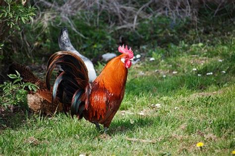 rooster images · pixabay · download free pictures