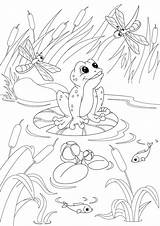 Coloring Pond Duck Wood Pages Ecosystem Fish Drawing Color Poker Getcolorings Getdrawings Printable Colorings Print sketch template