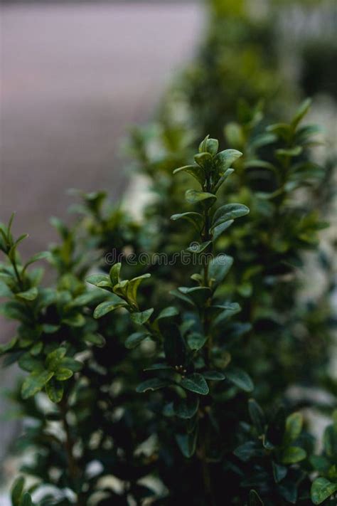 backyard shrub hedge  small plant  green leaves stock image