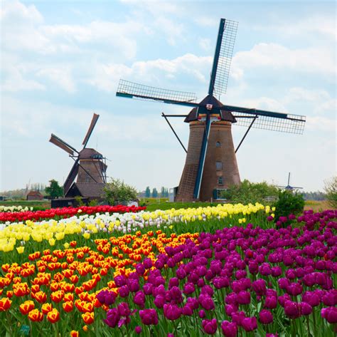 windmills  tulips stock photo