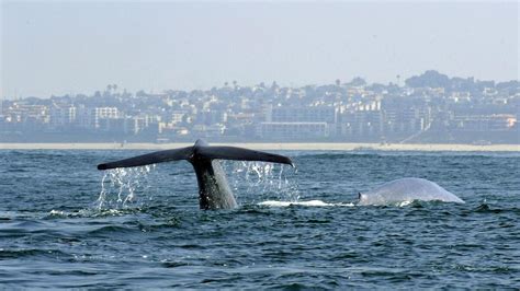 whale traffic jam delights visitors  baffles scientists npr