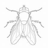 Mouche Domestica Musca Mosquito Malaria Réaliste Fliege Insecte Insekt Realistische Commune Vektoren Illustrationen sketch template