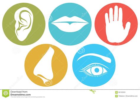 senses symbols  senses vector illustration stock vector illustration