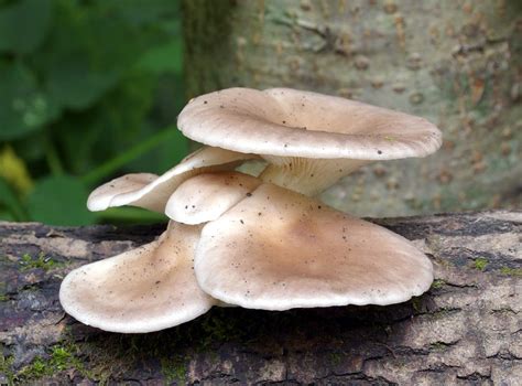 Pleurotus Pulmonarius Mushroom Mycelium Plug Spawn Grow Edible
