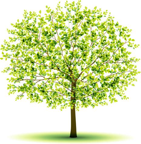 creative green tree design vector graphics vectors graphic art designs