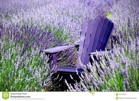 relaxing  lavender stock image image  flora field