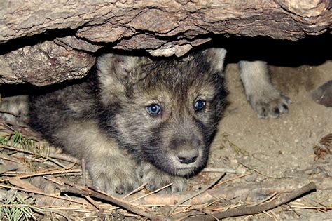 potential wolf puppy sighting  northwest colorado
