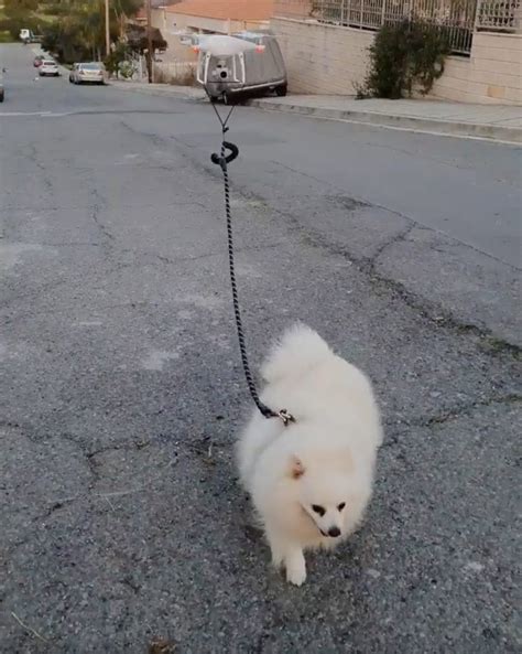 coronavirus man  lockdown walks  dog  drone  video cyprus mail