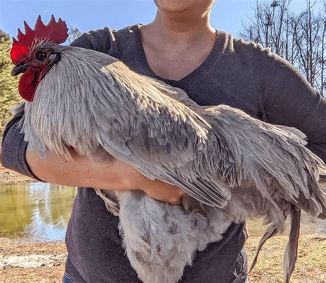 amazing giant chicken breeds chicken fans