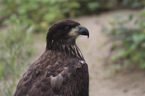 juvenile bald eagle  photograph  karen harris pixels